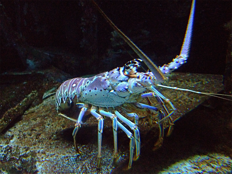DSCF0248_2.JPG