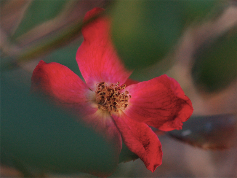DSC_0595_2.JPG